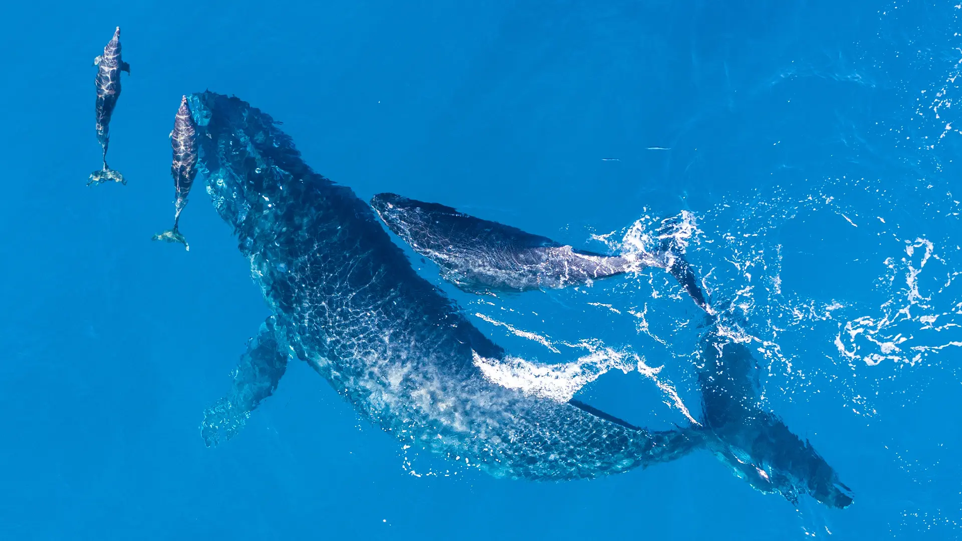 humpback-whales-photographe